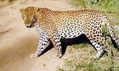 બારખાંધિયા ગામે દીપડાએ ખેડૂત પર હુમલો કર્યો, લોકોમાં ગભરાટ