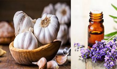 મચ્છરોને દૂર કરવા આટલું કરો તો રાહત થઈ શકે