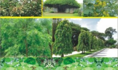 ઓક્સિજનનું સૌથી વધુ પ્રમાણ કયા વૃક્ષમાં??