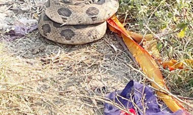 શ્રી વચ્છરાજ ગૌ સેવા ચેરિટેબલ ટ્રસ્ટ દ્વારા સંચાલિત શ્રી ગુરુ દત્તાત્રેય આશ્રમ નજીક અજગર દેખાયો