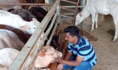 गौ पूजन कर व गाय को गुड़ खिलाकर मनाया जन्मदिन