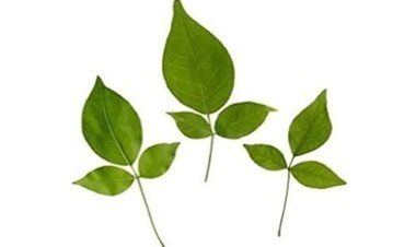 શિવજીને પ્રિય બિલીપત્ર અને તેનું મહત્વ 