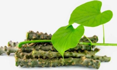 રોગ પ્રતિકારક શક્તિ વર્ધક ગિલોય, સર્વશ્રેષ્ઠ આયુર્વેદિક ઔષધી એટલે ગિલોય